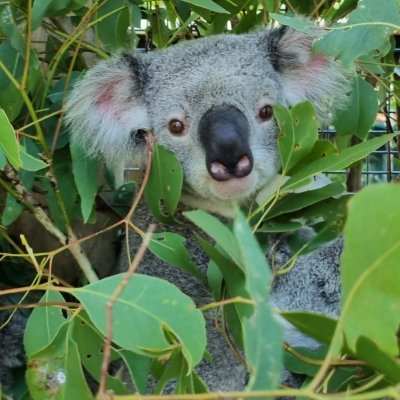 Koala joey in tree